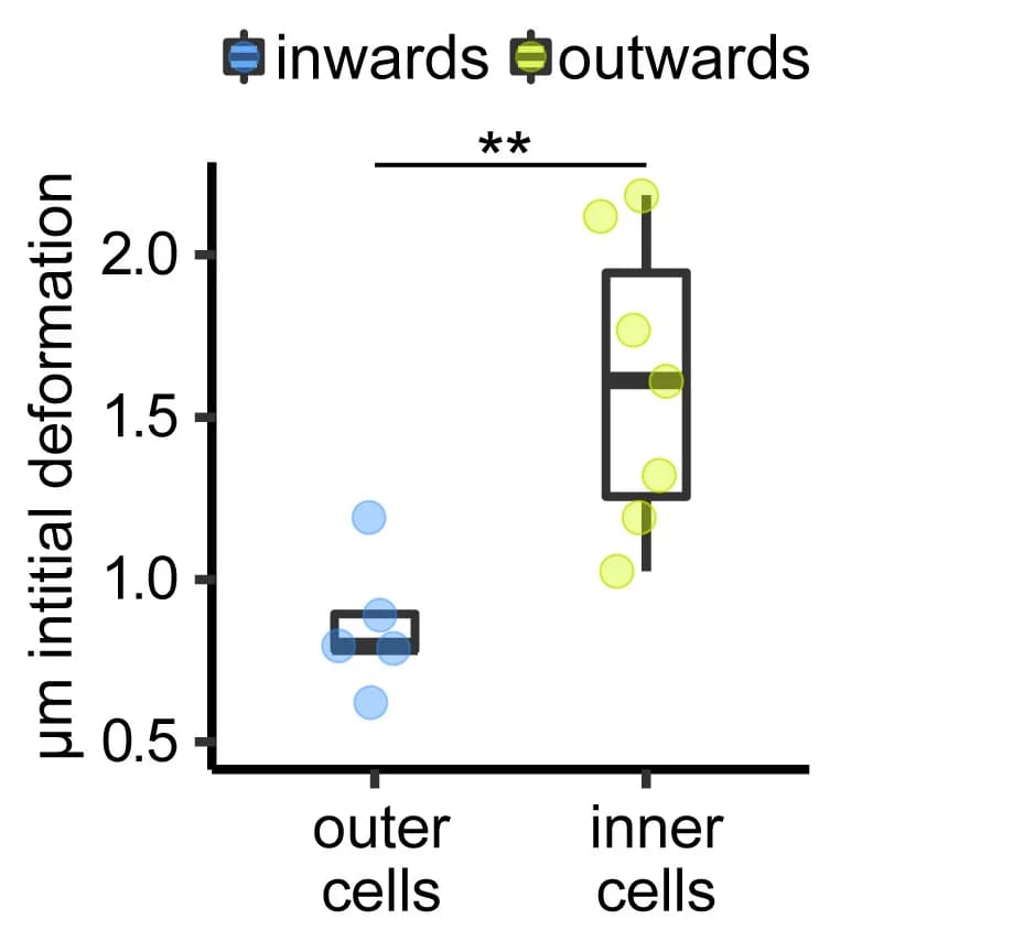 Open access visualization of Box Plot, Scatter Plot, Cell Ablation, Wound Healing, Cell Displacement