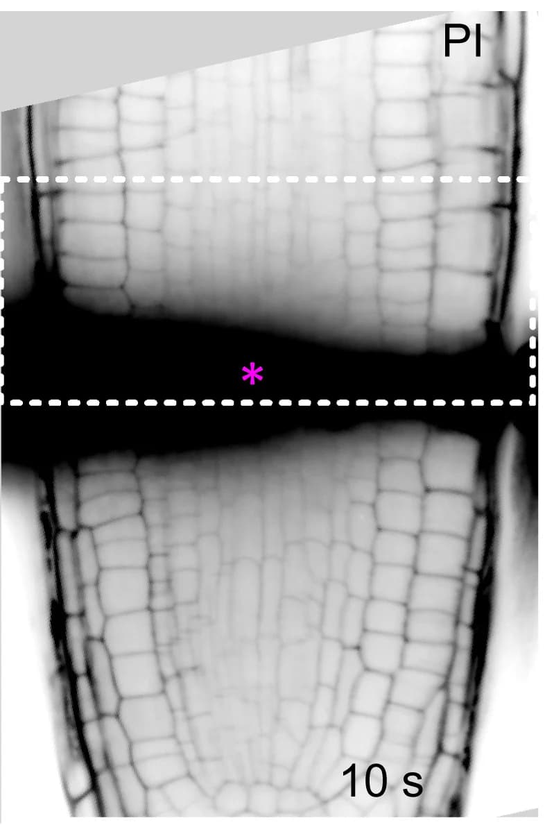 Open access visualization of Microscopy, Root Tip, Cell Ablation, Propidium Iodide