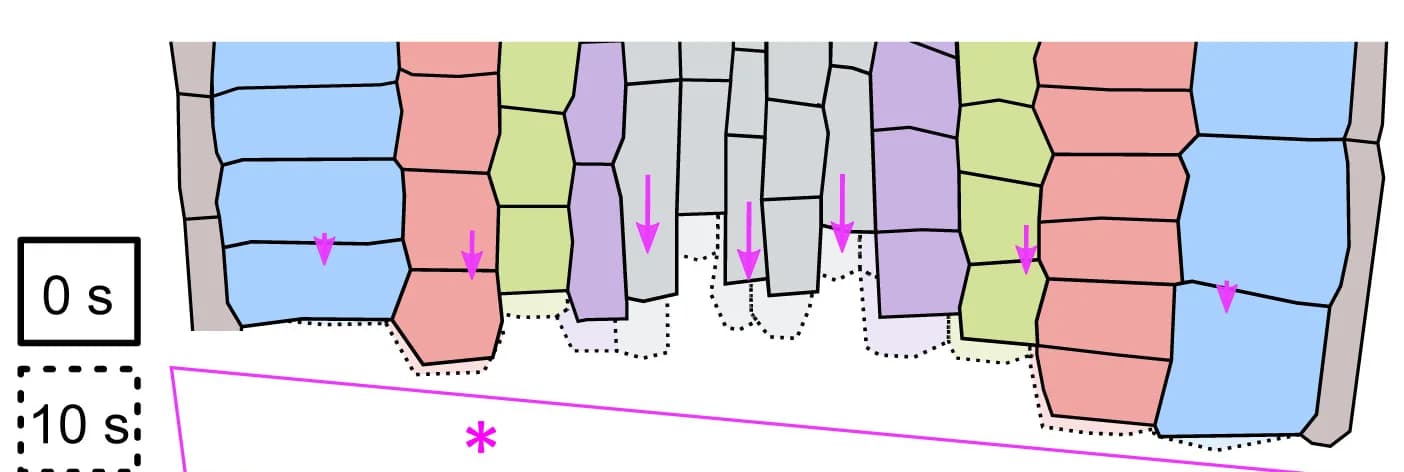 Open access visualization of Illustration, Workflow, Cell Ablation, Cell Displacement