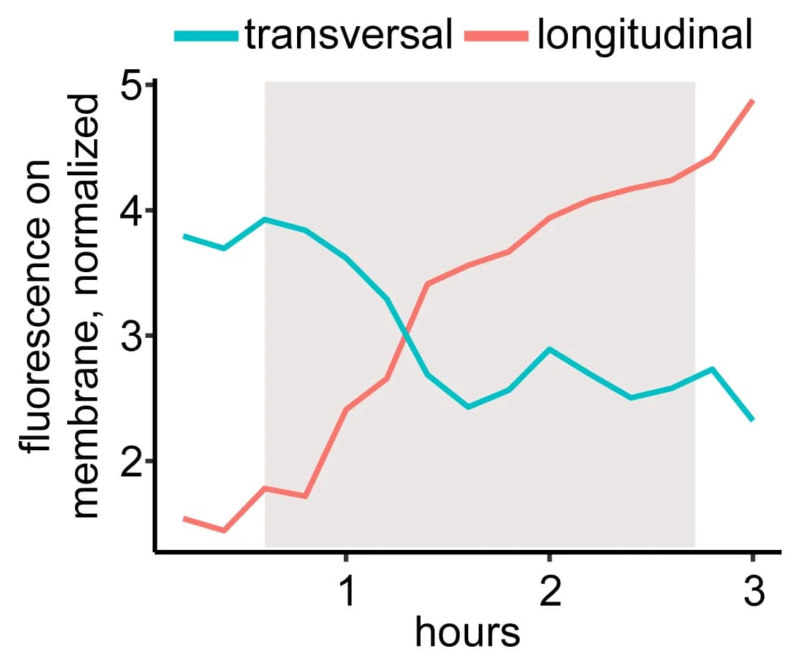 Open access visualization of Line Plot, 35S::MAP4-GFP, Fluorescence Quantification, Transversal Membrane, Lateral Membrane