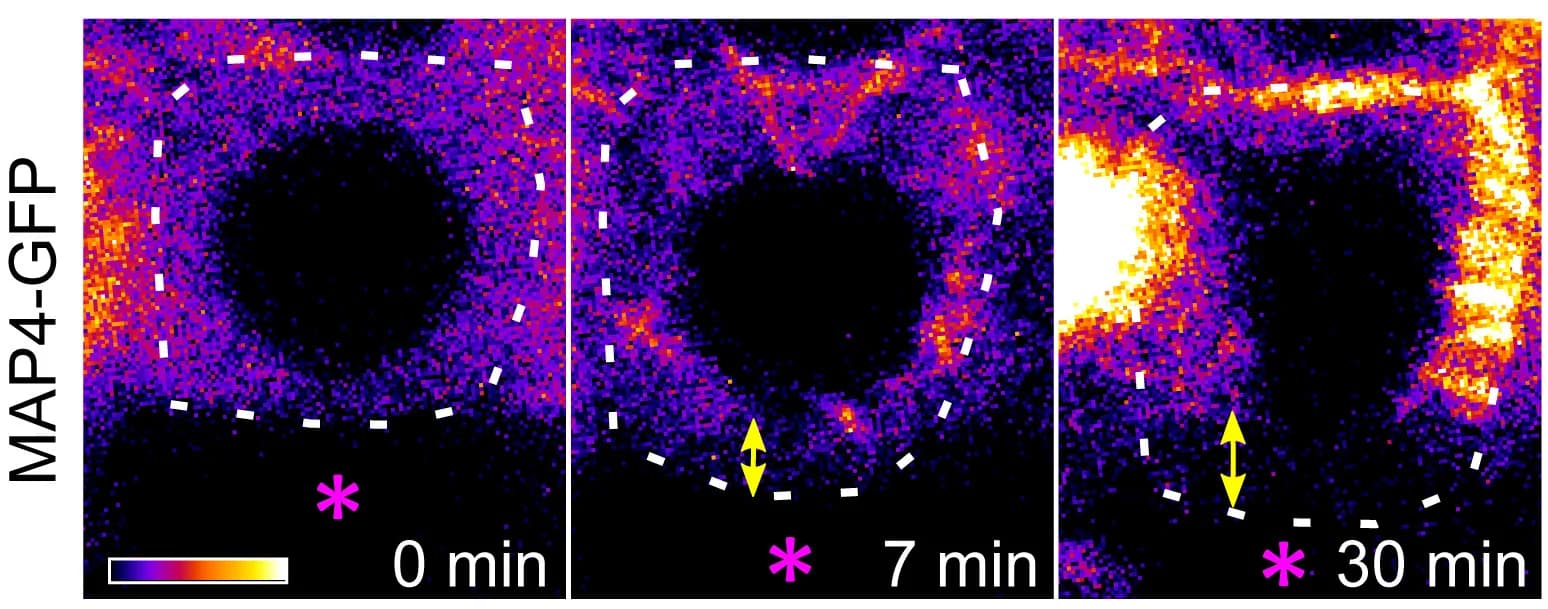 Open access visualization of Microscopy, MT Arrays, Cortical Cell, UV-Laser, MAP4-GFP