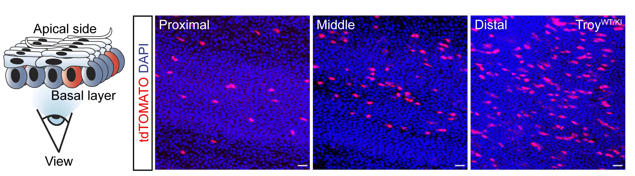 Open access visualization of Microscopy, Illustration, Troy-CreERT2:tdTomato, Reporter-Positive Cells, Esophageal Axis
