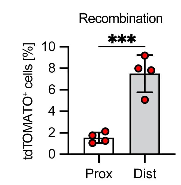 Open access visualization of Bar Plot, Error Bars, Scatter Plot, tdTOMATO Positive Basal Cells, Proximal Esophagus