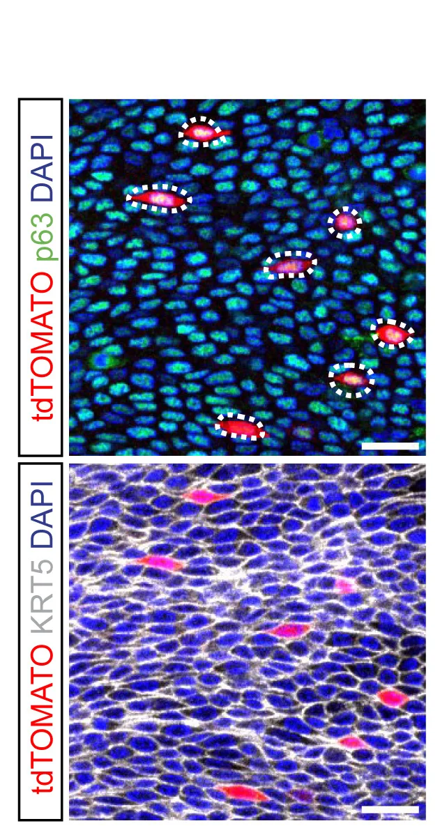 Open access visualization of Microscopy, Troy Reporter-positive Cells, Basal Layer, p63, KRT5