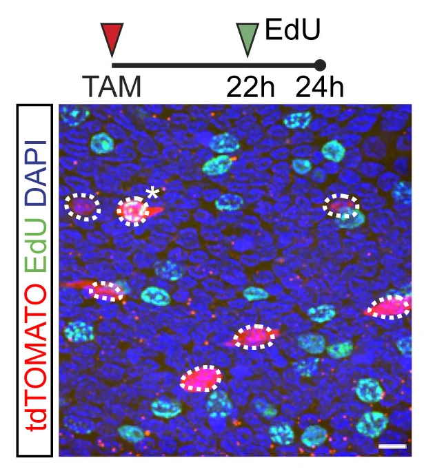 Open access visualization of Microscopy, In vivo, EdU, Animals