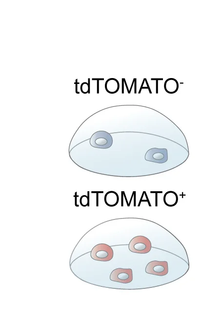 Open access visualization of Illustration, EdU, Tamoxifen, Two-cell Clones, Basal Layer