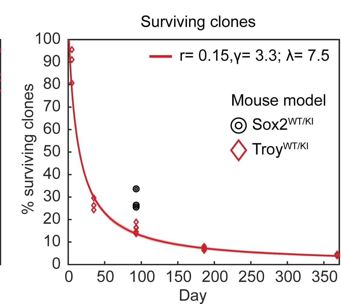 Open access visualization of Line Plot, Scatter Plot, Clones, Troy-positive Cells, Sox2WT/KI-traced Clones