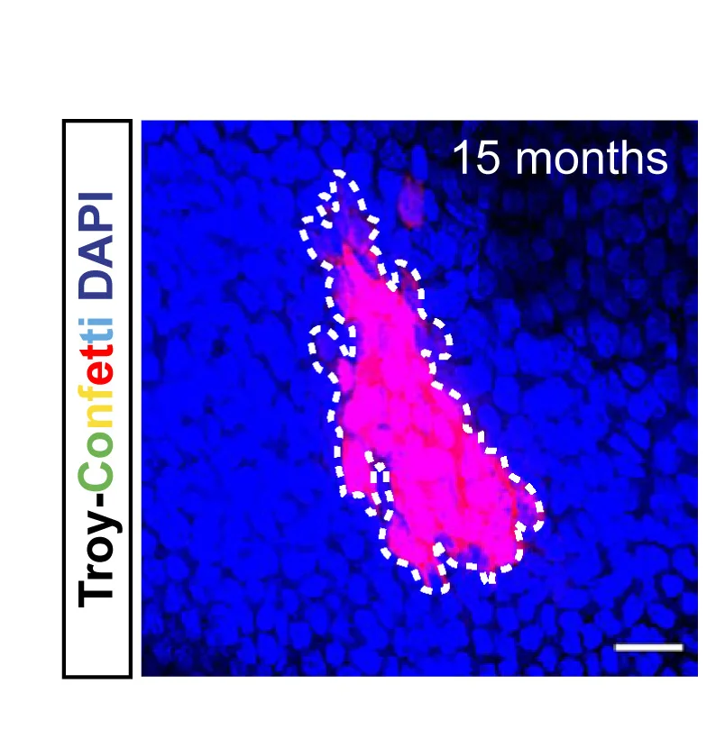 Open access visualization of Microscopy, Single-colored Clone, Troy-CreERT2:Confetti Reporter, Representative Image, Quantification