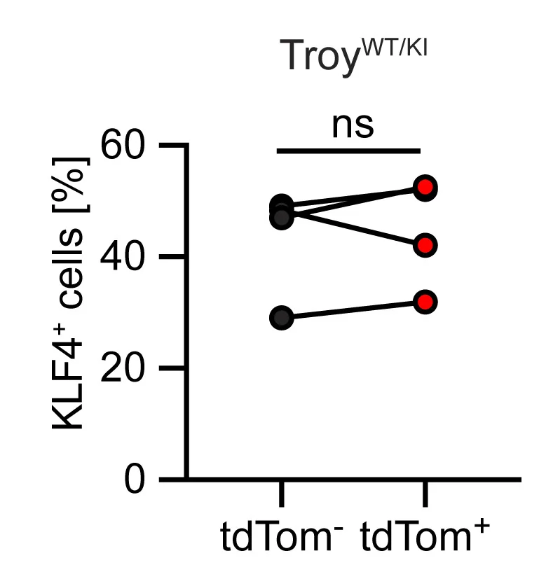 Open access visualization of Scatter Plot, Line Plot, Immunoreactivity, KLF4, tdTOMATO