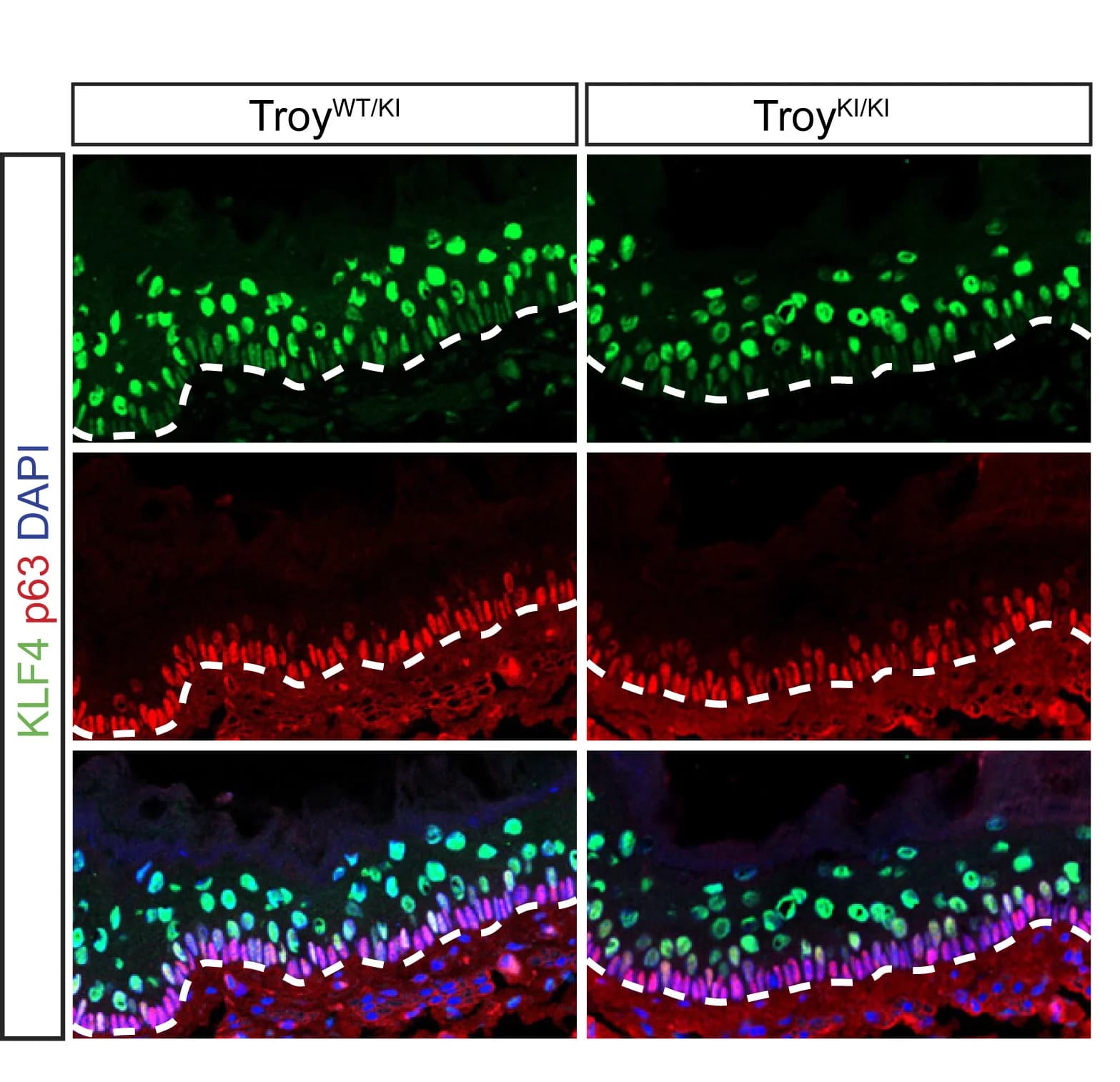 Open access visualization of Microscopy, Images, Ratio, KLF4, p63