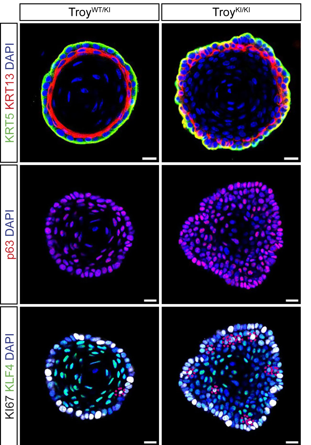 Open access visualization of Microscopy, Organoids, KLF4, KI67, TroyWT/KI