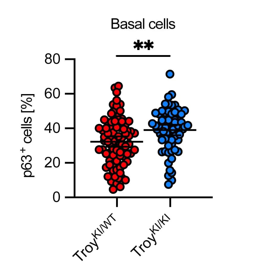 Open access visualization of Scatter Plot, p63, Progenitor Cells, TroyKI/KI, TroyWT/KI