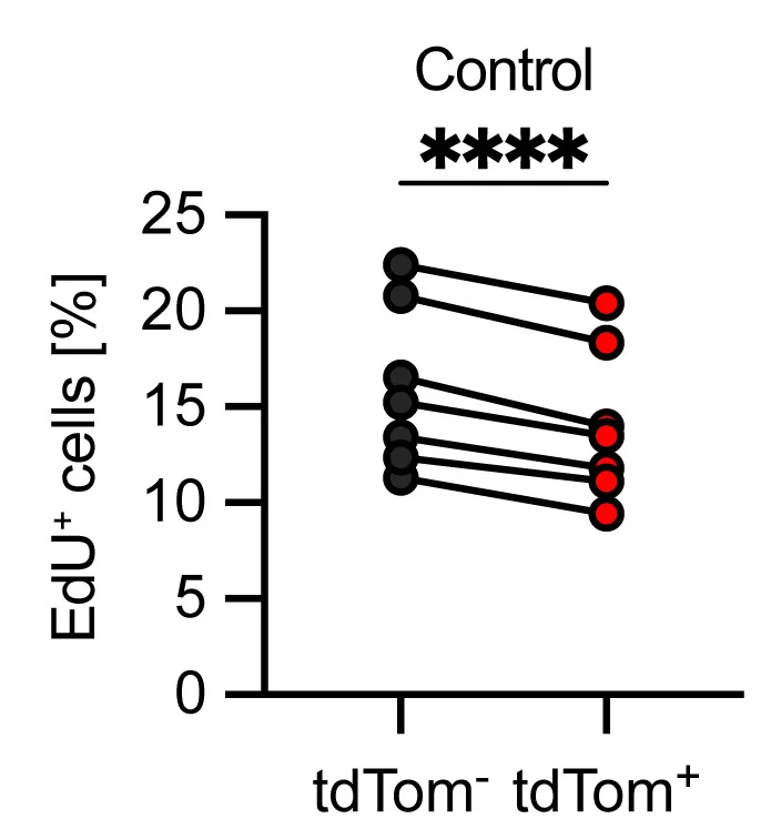 Open access visualization of Line Plot, Scatter Plot, EdU Incorporation, Control Esophagi, atRA-Treated Esophagi