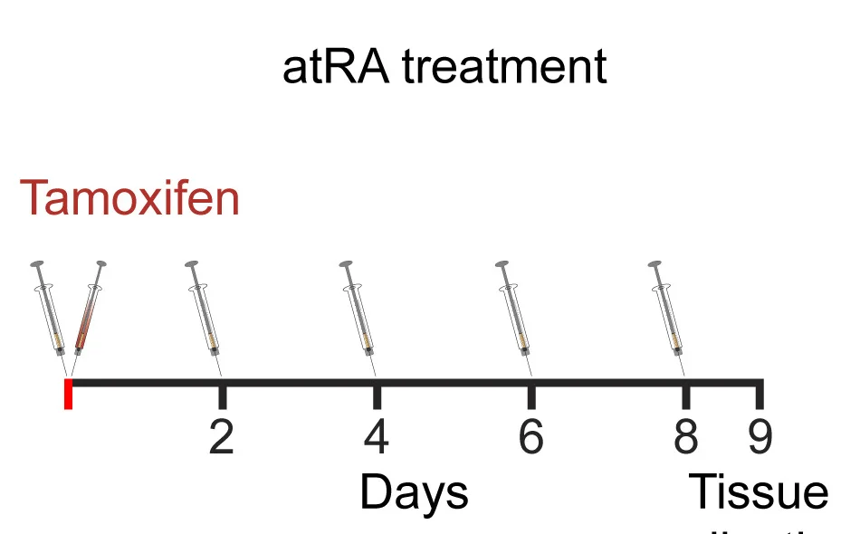 Open access visualization of Workflow, Illustration, Tamoxifen, Troy-Positive Progenitor Cells, atRA Administration