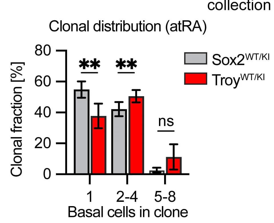 Open access visualization of Bar Plot, Error Bars, Clustered, Suprabasal Clones, Floating Clones