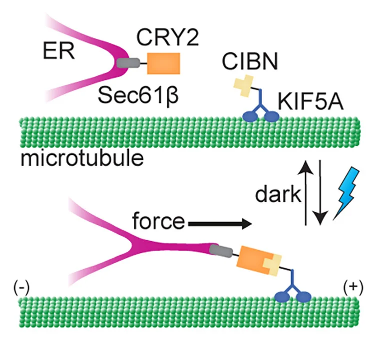 Open access visualization of Illustration, Workflow, Light-Inducible Mechanostimulation, Endoplasmic Reticulum, CRY2