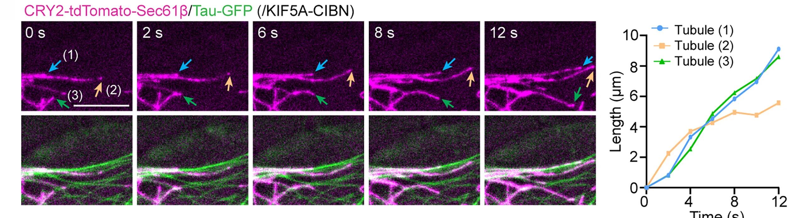 Open access visualization of Line Plot, Microscopy, Light-Mediated Force Application, ER Tubule Elongation, COS-7 Cells