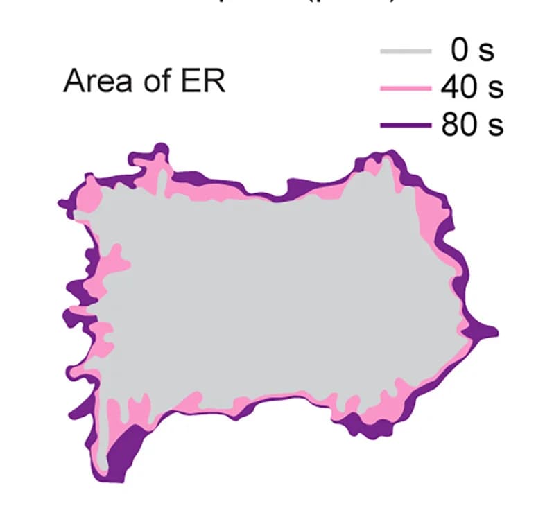 Open access visualization of Illustration, Deformation, ER Area, Light Stimulation