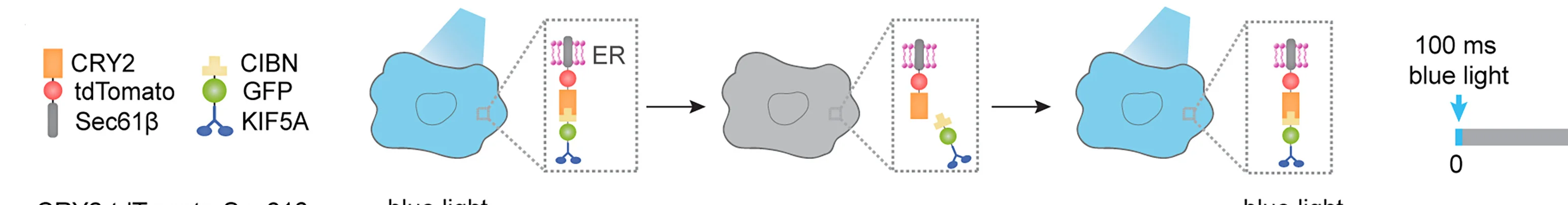 Open access visualization of Workflow, Illustration, ER Mechanostimulation, CRY2/CIBN Association, Light Stimulation