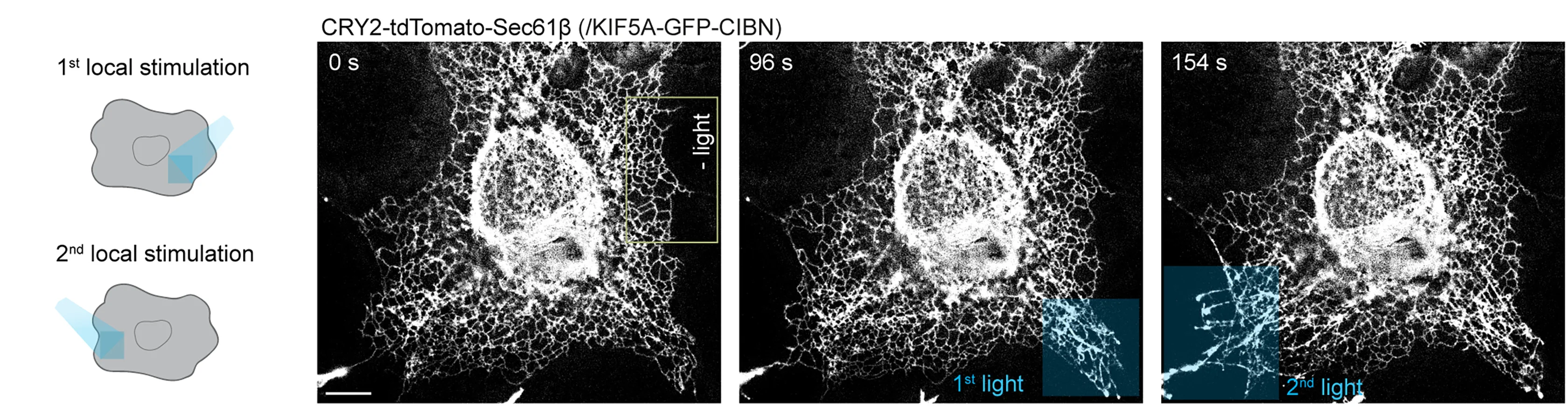 Open access visualization of Microscopy, ER Mechanostimulation, Subcellular Precision, Light Stimulation, ER Stretching
