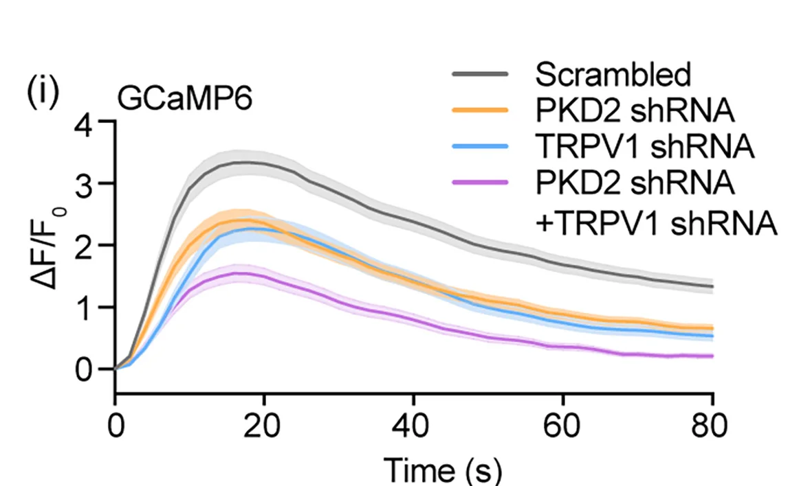 Open access visualization of Line Plot, Error Bars, ER, Mechanostimulation, Calcium Kinetics
