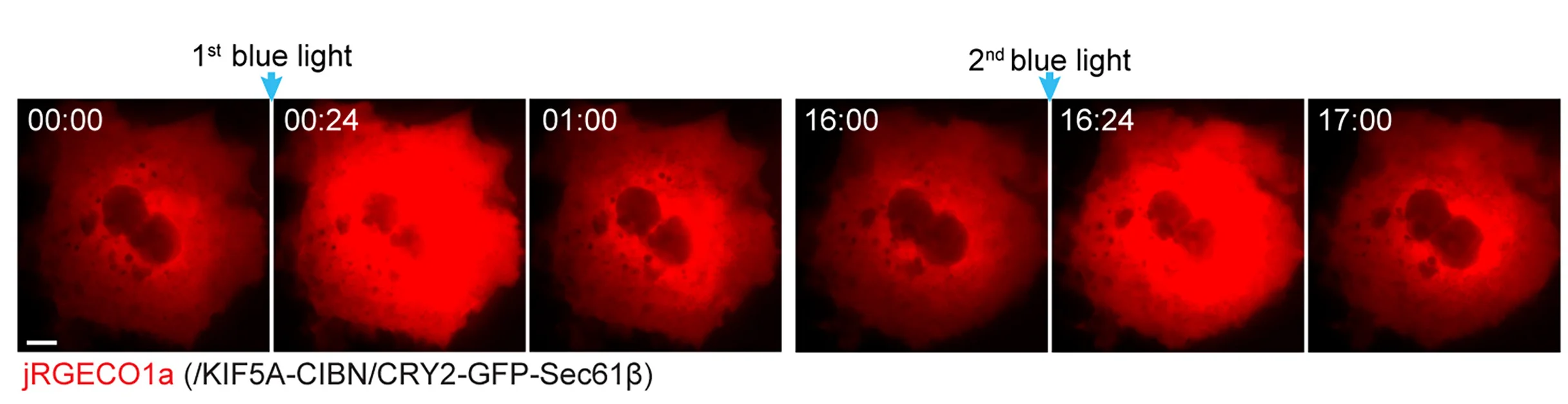Open access visualization of Microscopy, jRGECO1a Intensity, Blue Light