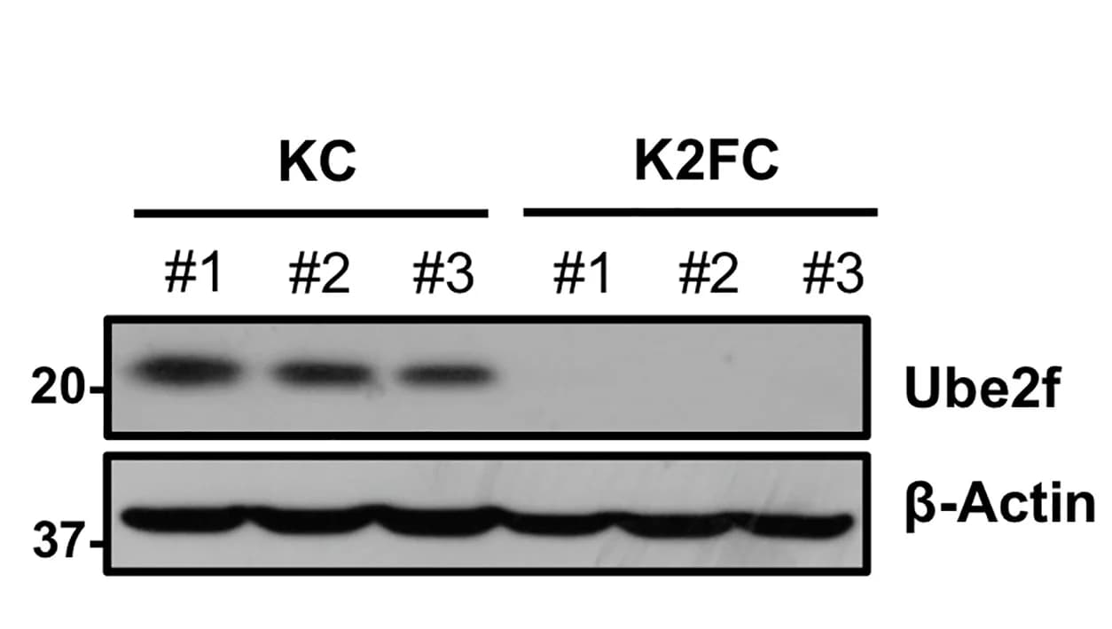 Open access visualization of Gel, Pancreata, IB Analysis, Genotypes, Mice