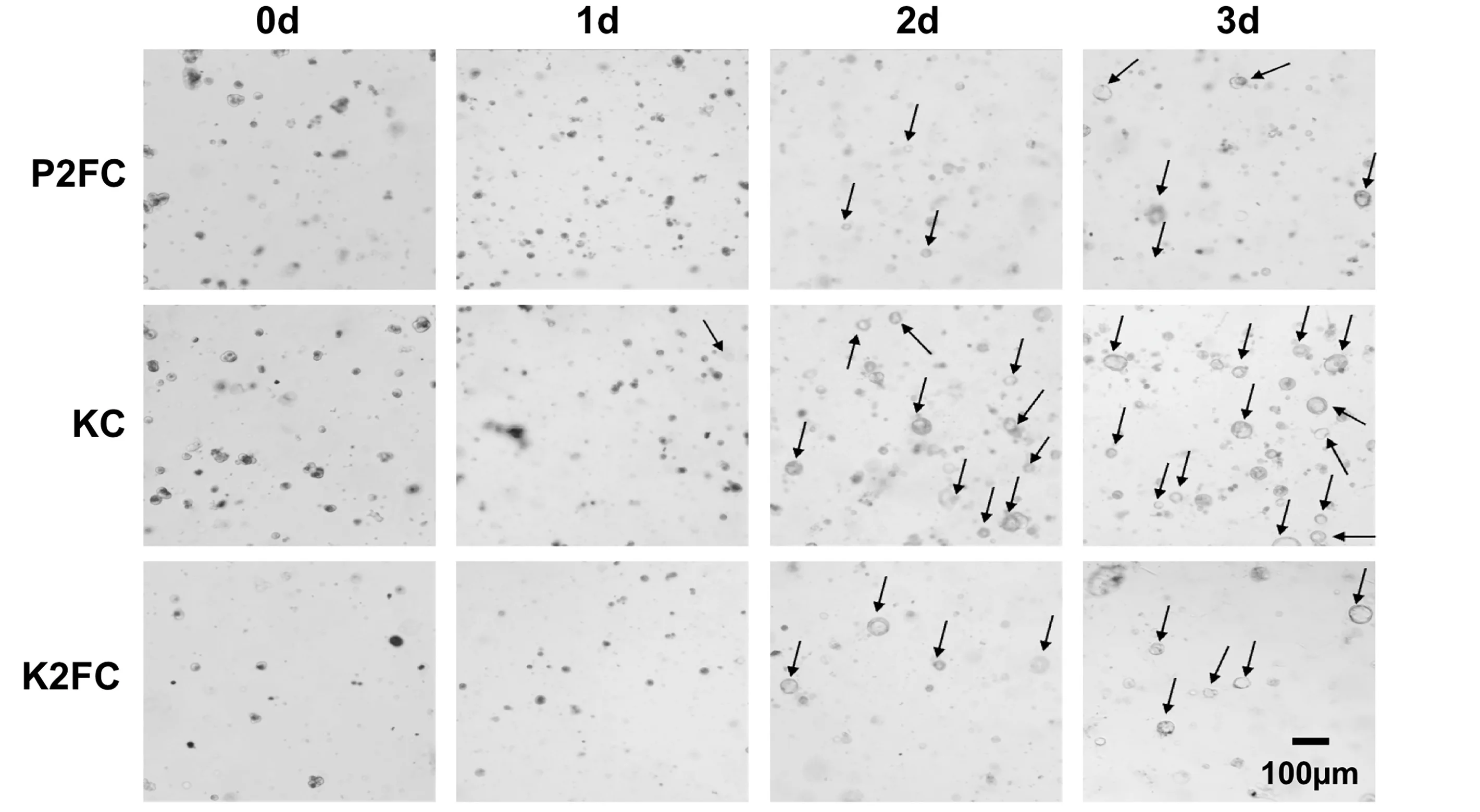 Open access visualization of Microscopy, Transmitted Light Images, Pancreatic Cell Clusters, 3D Culture