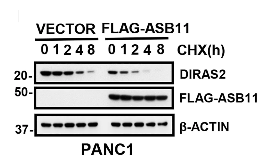 Open access visualization of Gel, ASB11, DIRAS2, Protein Half-Life, PANC1 Cells