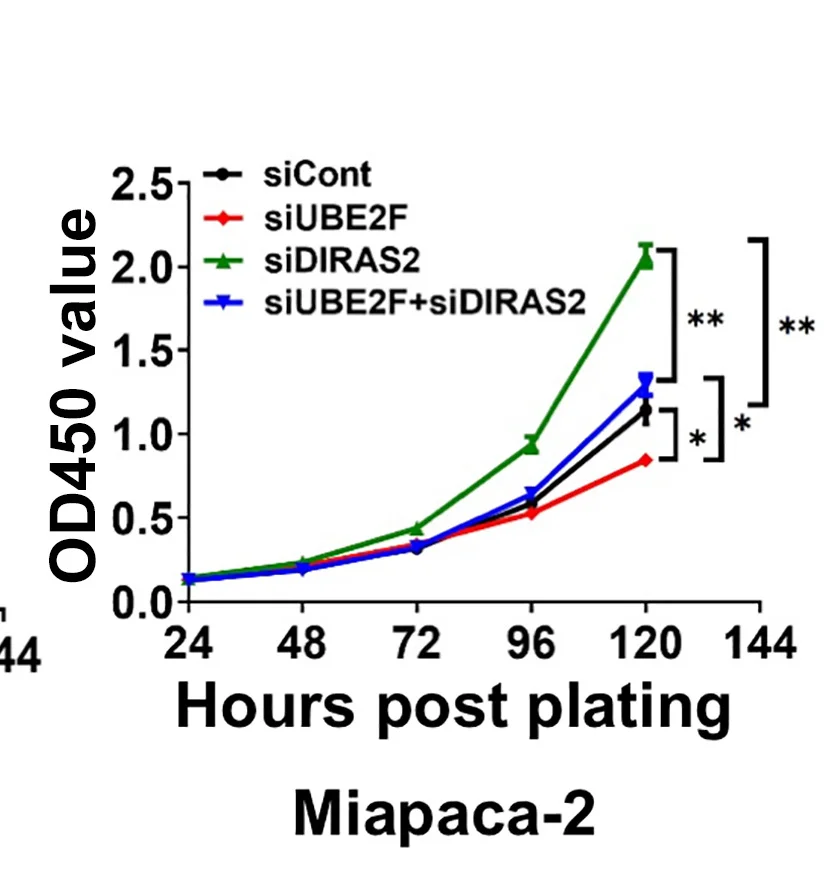 Open access visualization of Line Plot, Error Bars, PANC1 Cells, Miapaca-2 Cells, siRNA Oligos