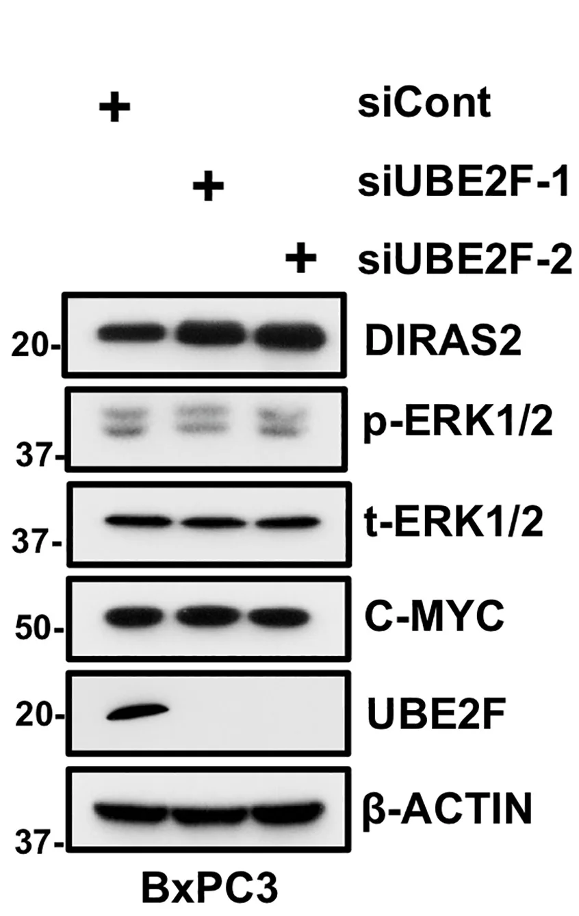Open access visualization of Gel, BxPC3 Cells, siRNA Oligos, IB
