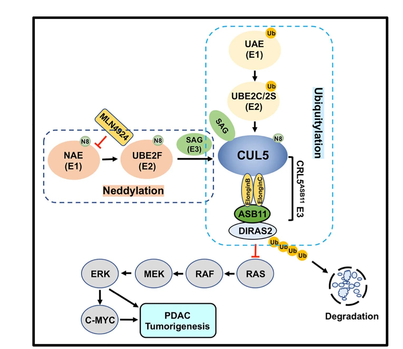 Open access visualization of Workflow, Flowchart, Illustration, PDAC Tumorigenesis, UBE2F-CUL5ASB11 Axis