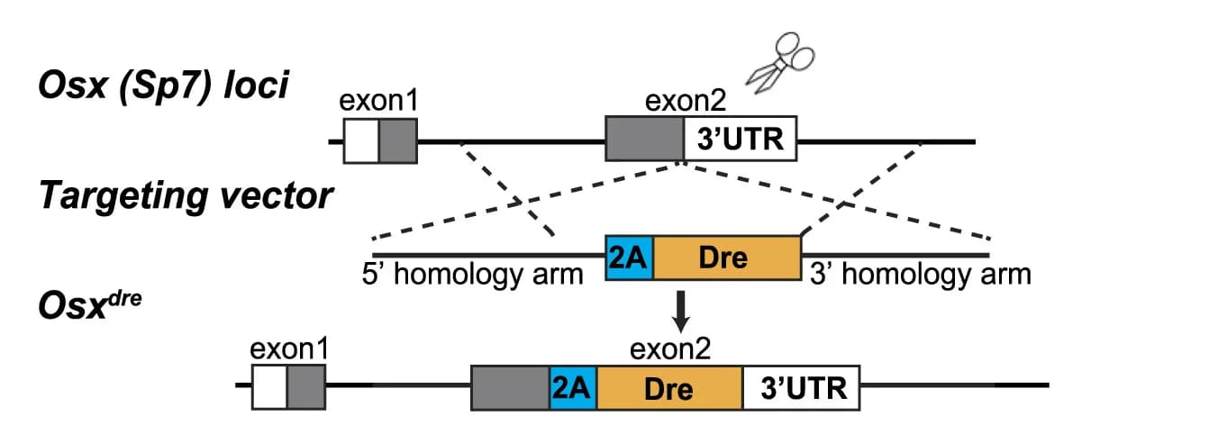 Open access visualization of Workflow, Illustration, Osxdre Mice