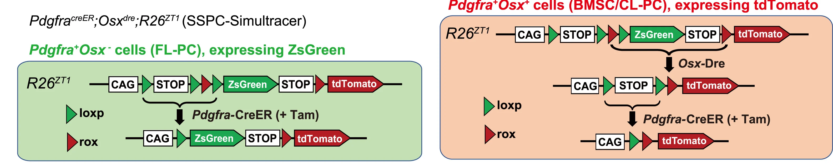 Open access visualization of Workflow, Flowchart, Illustration, Pdgfra+Osx+ Cells, Pdgfra+Osx− Cells