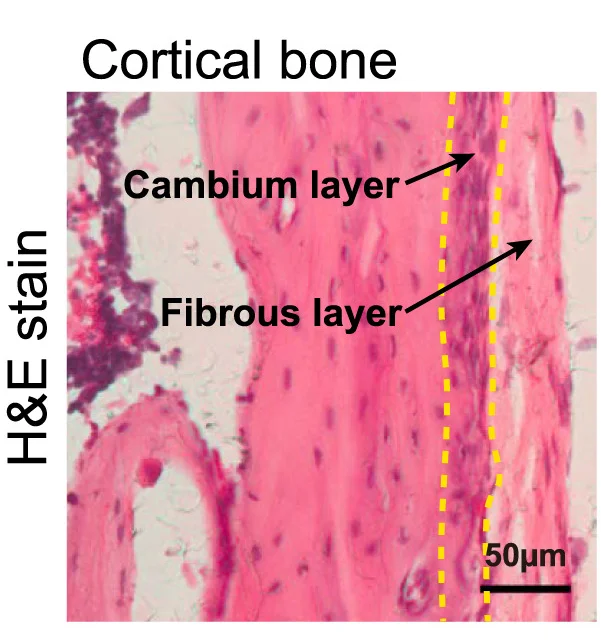 Open access visualization of Microscopy, H&E Staining, Frozen Femur Section, Wild-Type Mouse, Cortical Bone