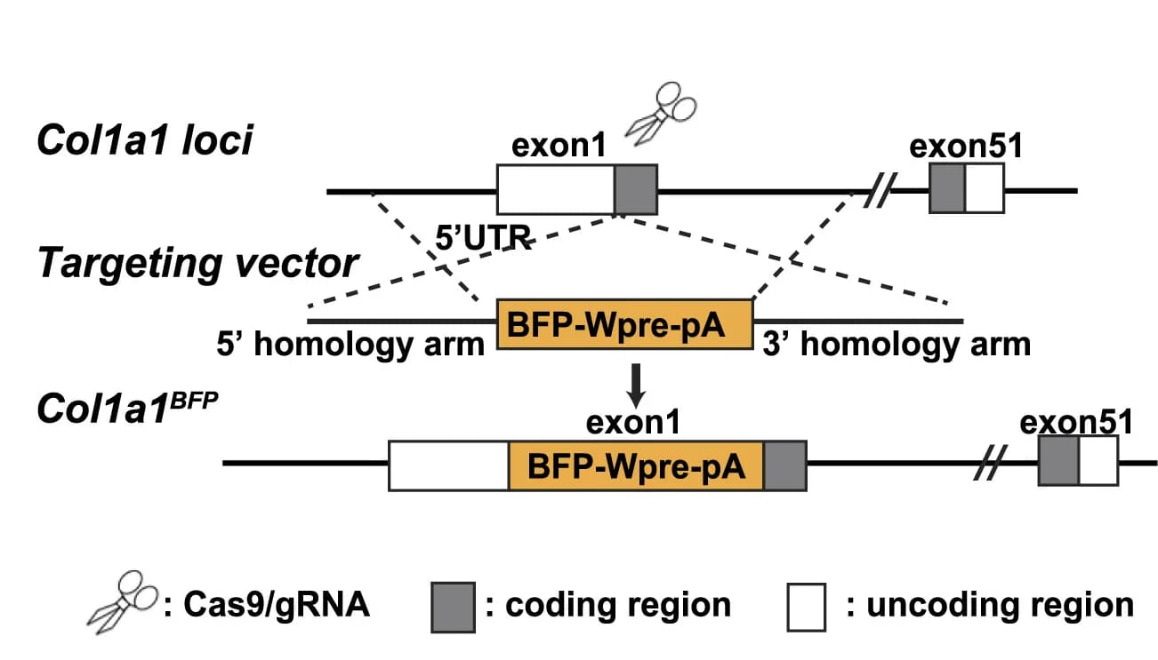 Open access visualization of Workflow, Illustration, Schematic, Col1a1BFP Mice, Design