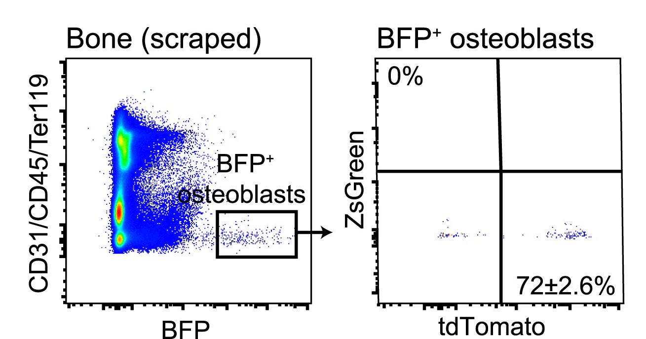 Open access visualization of Scatter Plot, Flow Cytometry, Cortical Bone, Col1a1-BFP+ Osteoblasts, ZsGreen