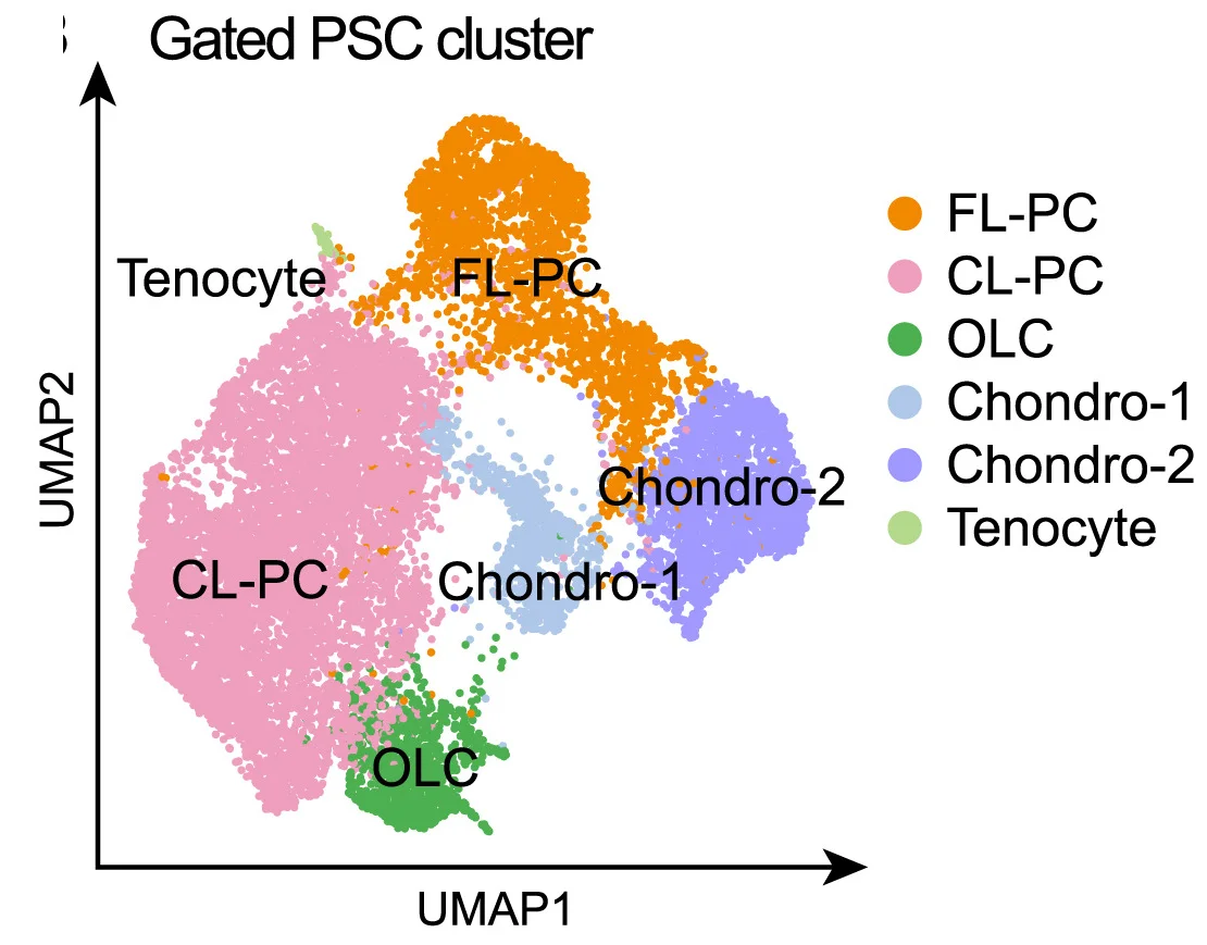 Open access visualization of UMAP, Scatter Plot, Unsupervised Clustering, PSC, Cell Clusters