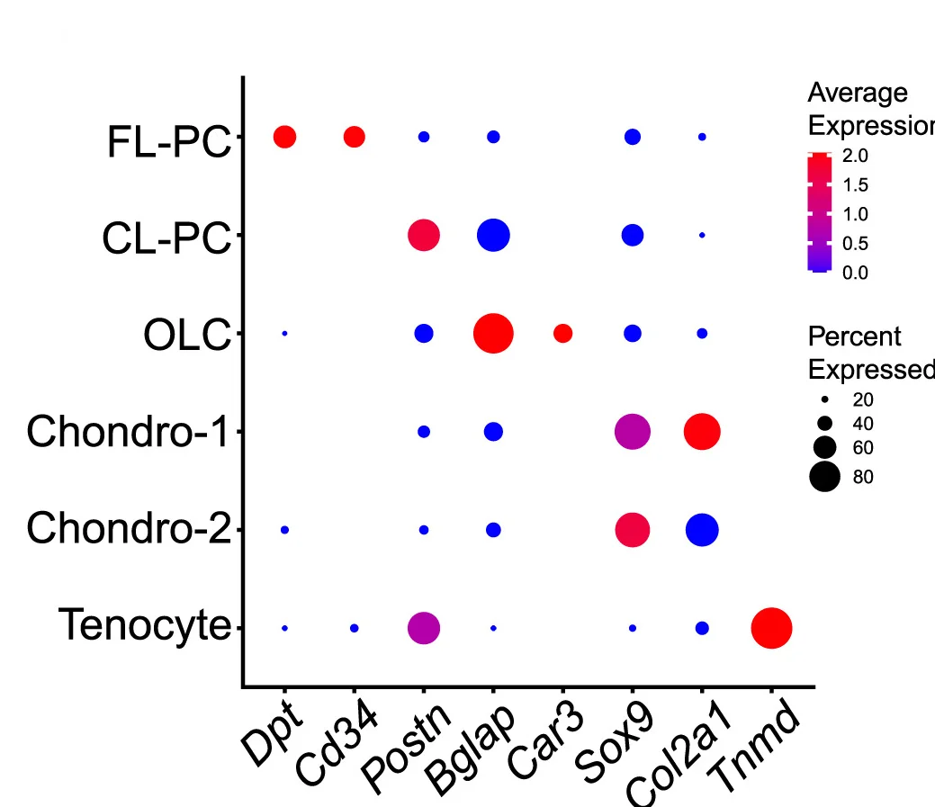 Open access visualization of Bubble Plot, Dot Plot, Featured Genes, Cell Clusters