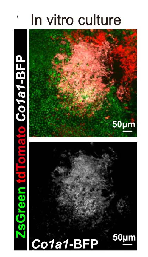 Open access visualization of Microscopy, Periosteal Cells, Col1a1-BFP Osteoblasts, Osteoblasts, ZsGreen Cells