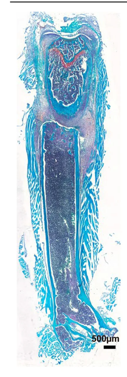 Open access visualization of Microscopy, Safranin O, Fast Green Staining, Confocal Imaging, Femur