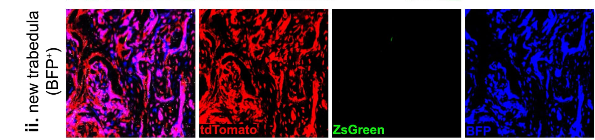 Open access visualization of Microscopy, Trabecula, Osteoblasts, High-Magnification View, Mice