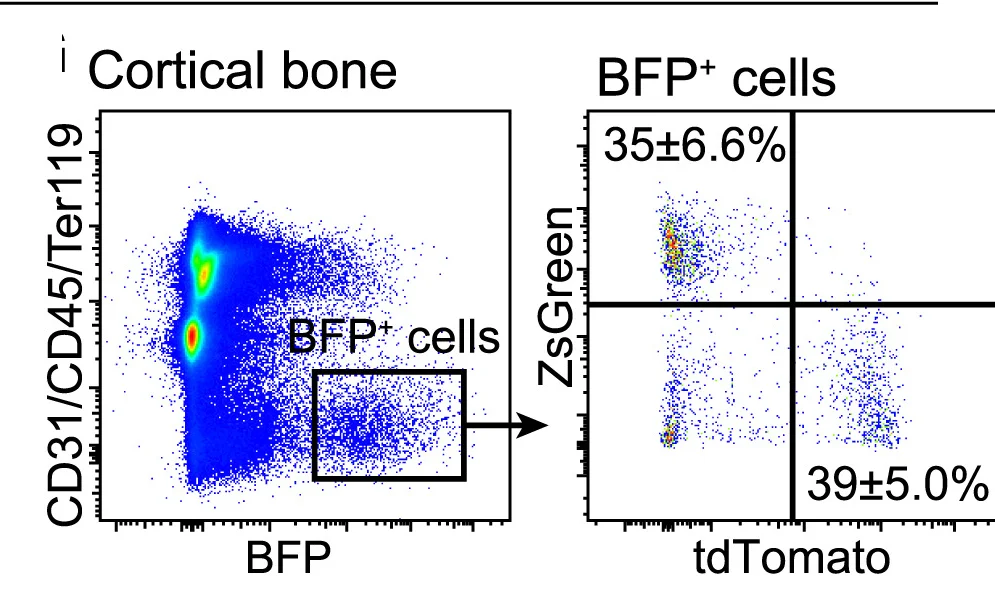 Open access visualization of Scatter Plot, Flow Cytometry, Cortical Bone, Periosteum, ZsGreen+ Cells