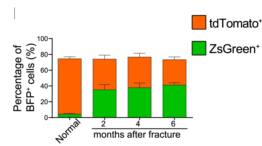 Open access visualization of Stacked Bar Plot, Error Bars, Quantification, Col1a1-BFP+ Cells, ZsGreen+