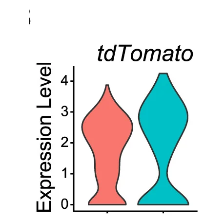 Open access visualization of Violin Plot, Violin Plots, Expression Levels, tdTomato, Bone Marrow Stromal Cells