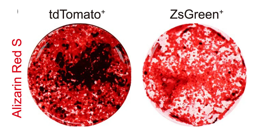 Open access visualization of Microscopy, Alizarin Red S Staining, ZsGreen, tdTomato, Osteogenic Differentiation