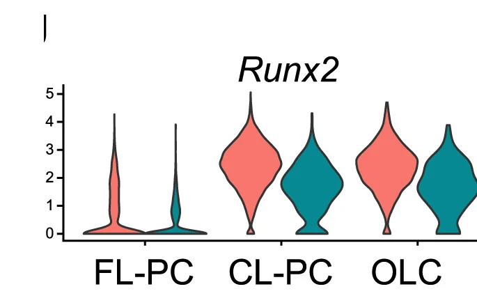 Open access visualization of Violin Plot, Violin Plots, Expression Levels, Runx2, FL-PC