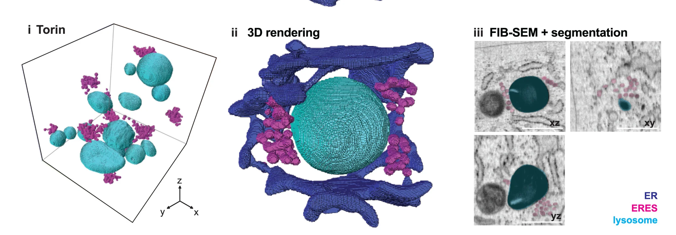 Open access visualization of 3D Plot, Microscopy, 3D Rendering, ERESs, Lysosomes