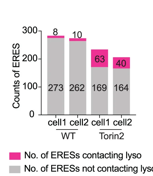 Open access visualization of Stacked Bar Plot, Quantification, ERESs, Lysosomes, Contact