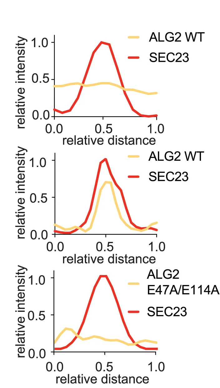 Open access visualization of Line Plot, Line Scan, ALG2, SEC23, SEC23-Labeled ERES